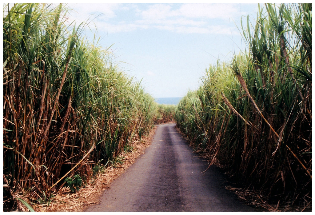 01 - Ile De La Réunion Canne à Sucre (41).jpg